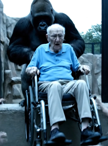 A 400lb Gorilla Attacked Me, Ripping My Wheelchair From the Crowd. Keepers Yelled “CODE RED!” as She Dragged Me Into Her Enclosure to Die. I Was Helpless. They Raised Their Rifles. Then, as the Crowd Screamed, She Did the One Thing No One on Earth Could Have Predicted. She Remembered Me.